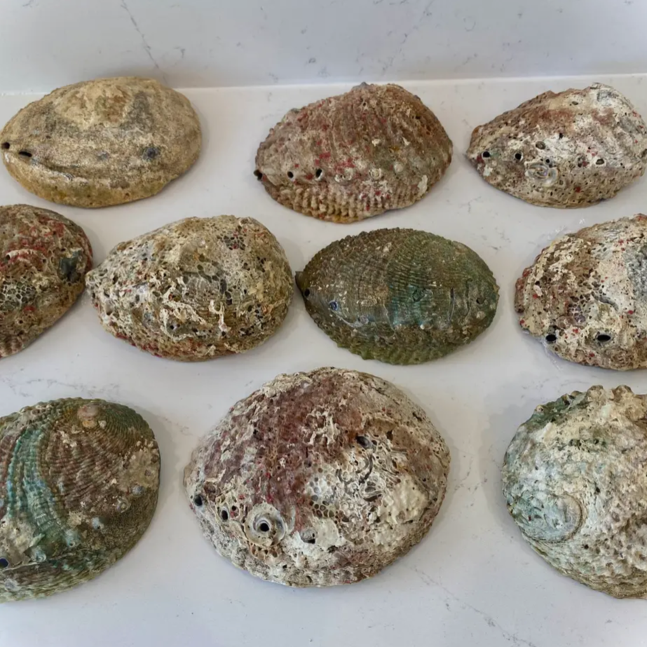 Collection of abalone shells on a white surface with a smartphone interface visible.