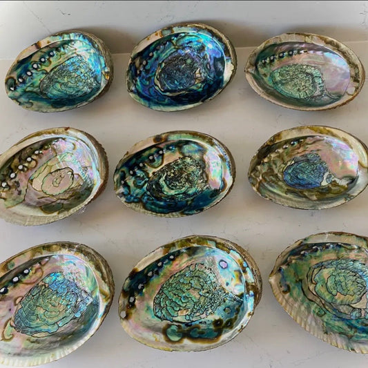 Abalone Shell Bowls