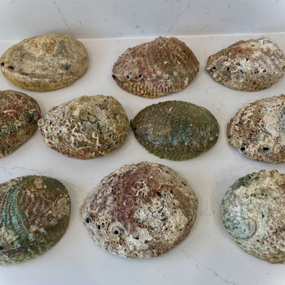 Collection of abalone shells on a white surface with a smartphone interface visible.