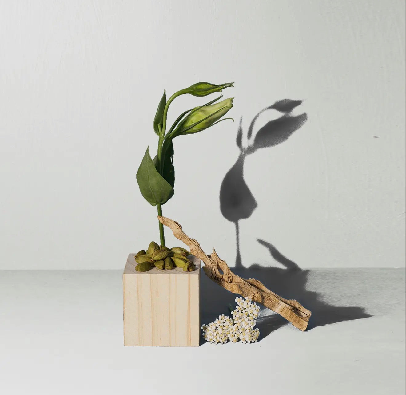 Santal Hand + Body Wash