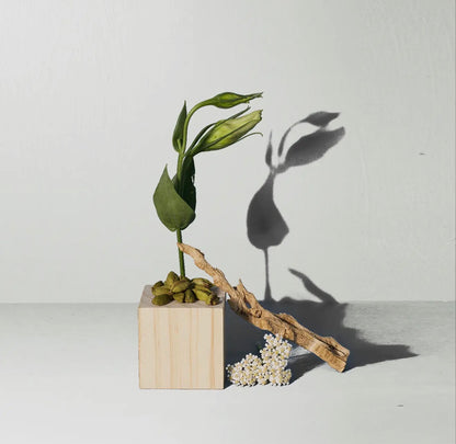 Santal Hand + Body Wash